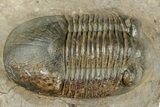 Paralejurus Trilobite Fossil - Atchana, Morocco #312334-1